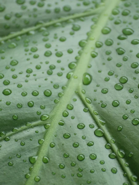 Vertical Shot Dew Covered Leaf — Stock Photo, Image