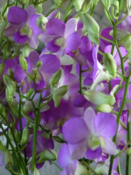 Vertical Shot Purple Phalaenopsis Orchid — Stock Photo, Image