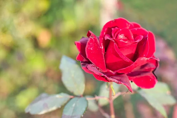 Czerwony Kwiat Róży Odmiana Rasa Barkarole Wieczornym Świetle Kroplami Rosy — Zdjęcie stockowe