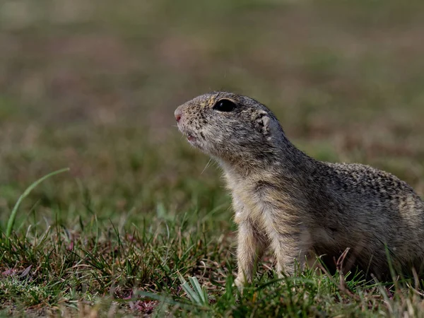 Gopher Closeup Rastejando Grama — Fotografia de Stock