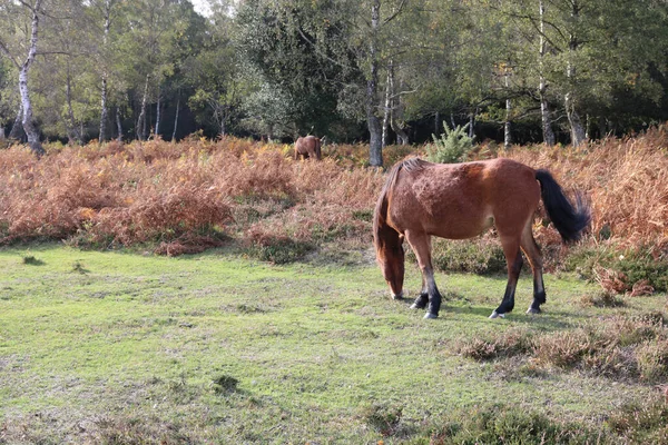 Caballo Marrón Pastando Campo Verde —  Fotos de Stock