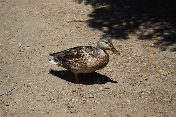 Canard Colvert Marchant Sur Sol — Photo