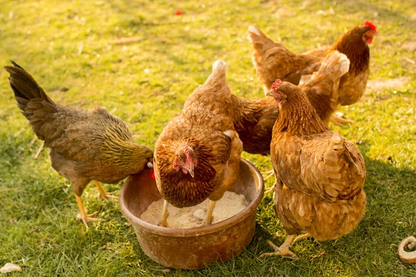 Een Kudde Kippen Die Zaden Eten Het Gras Een Landelijk — Stockfoto