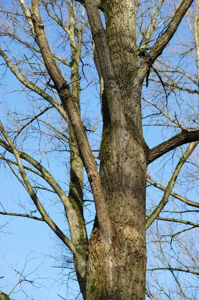 Вертикальный Низкоугольный Снимок Старого Дерева Днем — стоковое фото