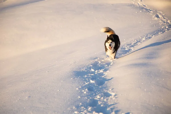 雪の上を走るかわいいシベリアのハスキー Tauplitzalm オーストリア — ストック写真