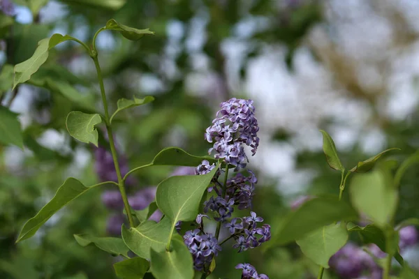 Primo Piano Fiori Viola Fiore Nel Verde — Foto Stock