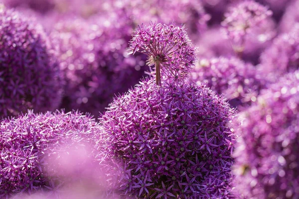 Vele Bloeiende Violette Bloesems Van Een Tuin Prei Allium — Stockfoto