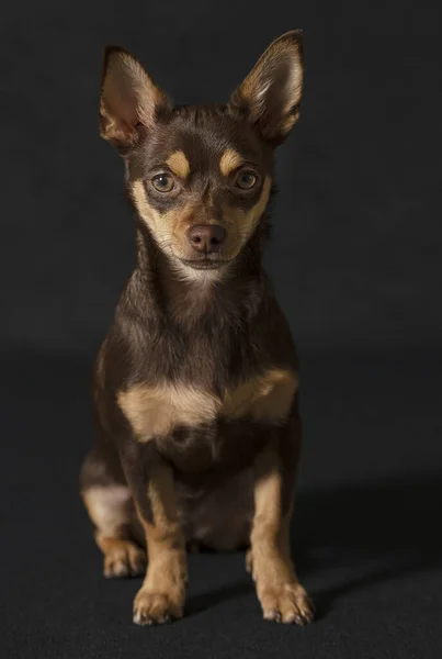 Ein Niedlicher Brauner Chihuahua Auf Schwarzem Hintergrund — Stockfoto