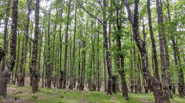 Uma Bela Vista Floresta Faia Jijle Argélia Perfeito Para Papel — Fotografia de Stock