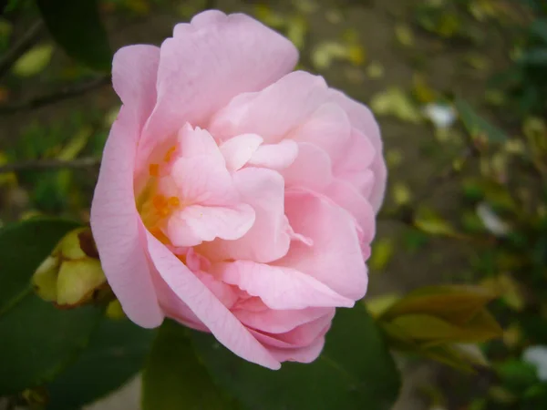 Selektywne Ujęcie Ostrości Pięknego Różowego Kwiatu Kamelii — Zdjęcie stockowe
