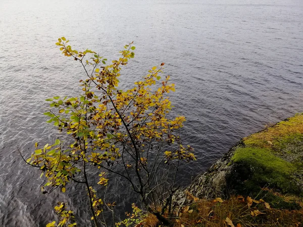 Чудовий Краєвид Скелі Біля Озера Фарріс Ларвіку Норвегія — стокове фото