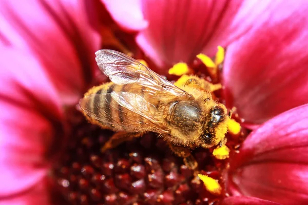 Méhecske Szelektív Fókuszképe Ahogy Virágport Gyűjt — Stock Fotó