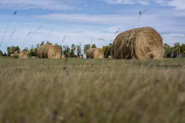 Велике Сіно Зеленому Полі Кліруотері Канада — стокове фото