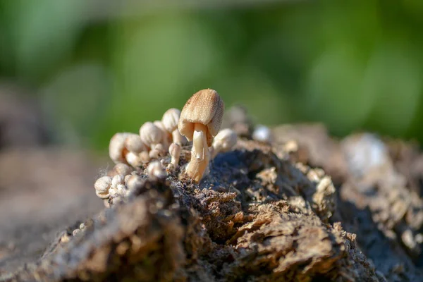 Eine Selektive Fokusaufnahme Kleiner Pilze Auf Dem Boden Mit Einem — Stockfoto
