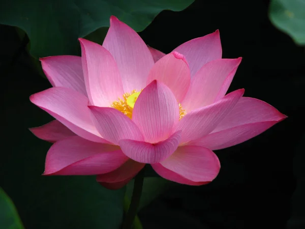 Eine Nahaufnahme Eines Blühenden Rosa Lotus — Stockfoto