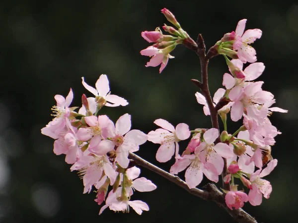 Primer Plano Hermosas Flores Cerezo Las Ramas — Foto de Stock