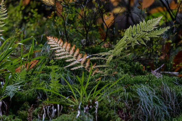 Closeup Shot Green Plants Growing All Saints Waterfall Oppenau Black — Stock Photo, Image