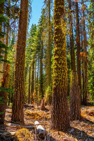 Крупный План Секвойи Величественные Деревья Живописная Природа Йосемитского Национального Парка — стоковое фото