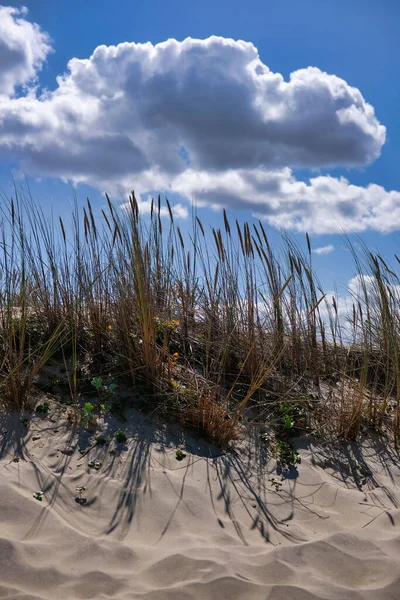 曇り空の下 砂の上の乾燥植物の垂直閉鎖ショット — ストック写真