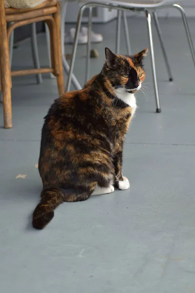 Lindo Gato Tricolor Calico Sentado Suelo —  Fotos de Stock