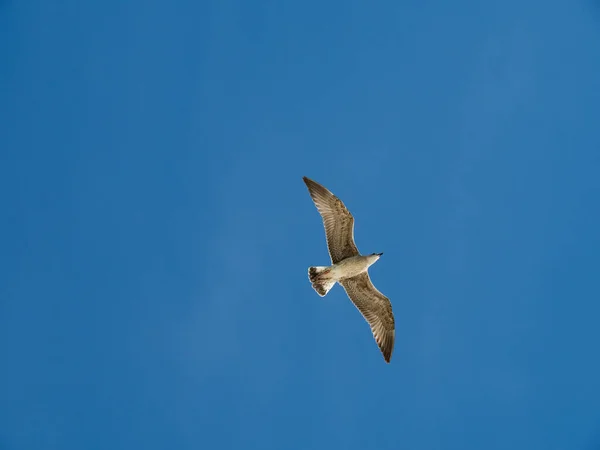 Primer Plano Una Gaviota Volando Cielo Perfectamente Despejado Sin Nubes — Foto de Stock