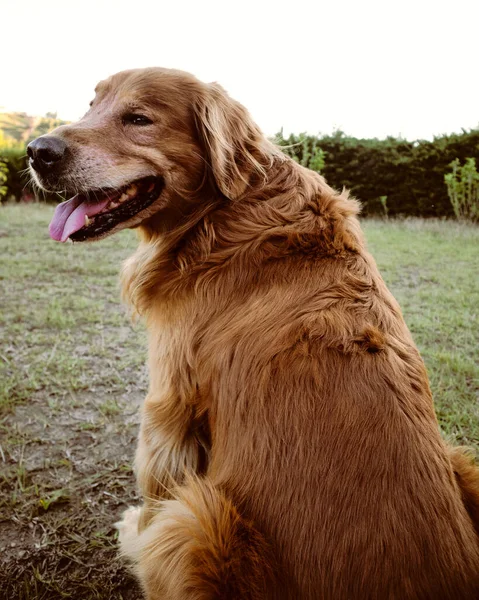 Plan Vertical Adorable Golden Retriever Extérieur Pendant Jour — Photo