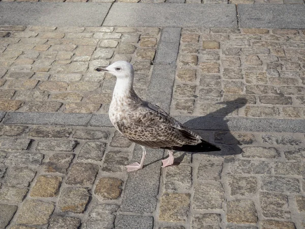 Een Zwart Witte Meeuw Die Stoep Loopt — Stockfoto