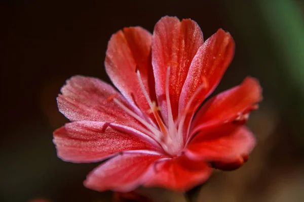 Primo Piano Fiore Rosso — Foto Stock