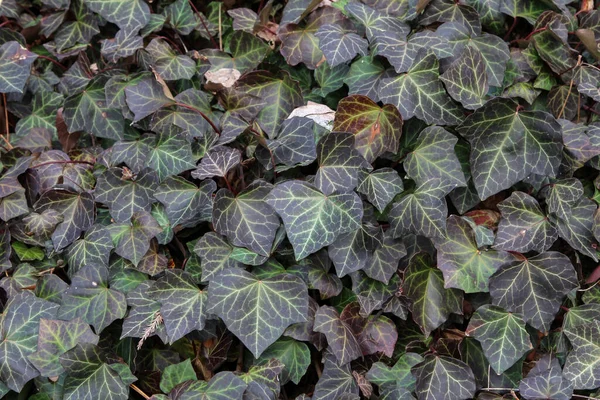 Eine Nahaufnahme Von Efeublättern — Stockfoto