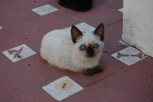 Närbild Bild Bedårande Kattunge Med Uttrycksfulla Blå Ögon Liggande Gata — Stockfoto
