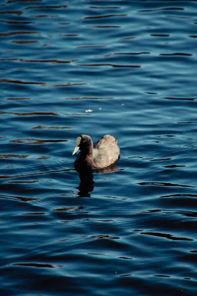 一只鸭子在白天浮在水面上的垂直镜头 — 图库照片