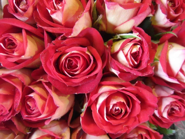 Ένα Κοντινό Πλάνο Όμορφα Ροζ Τριαντάφυλλα — Φωτογραφία Αρχείου