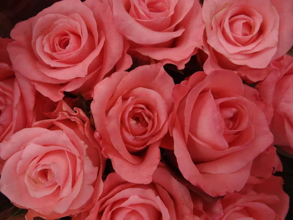 Primer Plano Rosas Rosadas — Foto de Stock