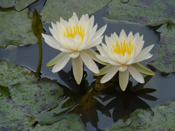 Two Beautiful White Water Lilies Pond — Stock Photo, Image