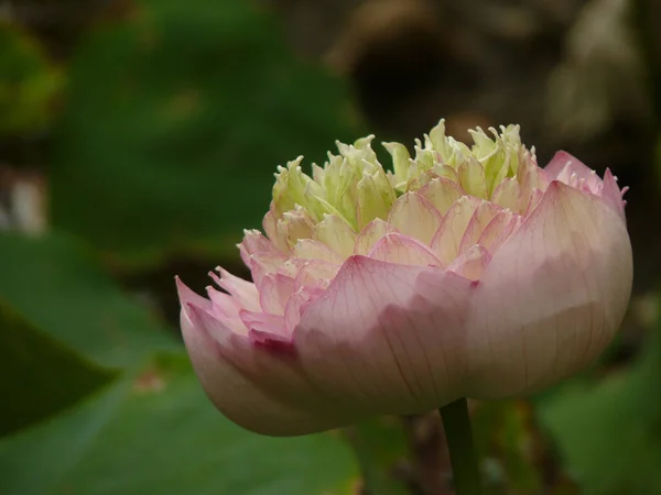 Gros Plan Une Fleur Lotus Rose Avec Des Pétales Sur — Photo