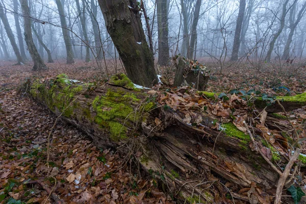 Gros Plan Vieil Arbre Tombé Séché Dans Une Forêt Brumeuse — Photo