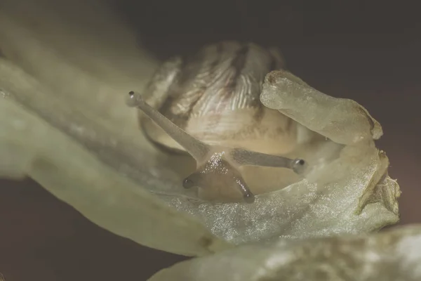 Closeup Shot Giant Snail Eating Green Leaf — Stock Photo, Image