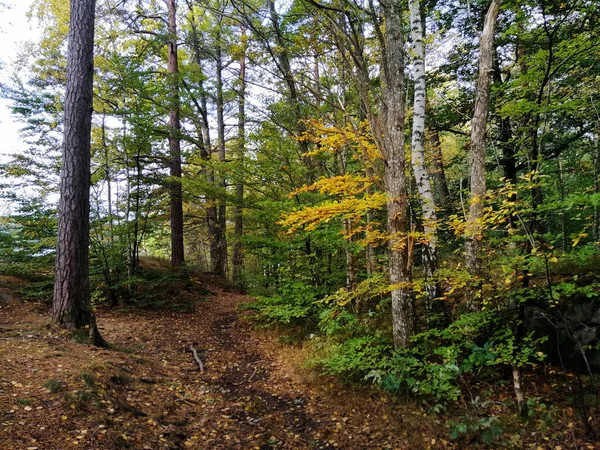 ノルウェー ラルヴィクの森の中の木や植物と一緒に歩道の景色 — ストック写真
