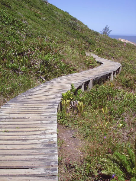 Tiro Vertical Uma Calçada Madeira Natureza — Fotografia de Stock