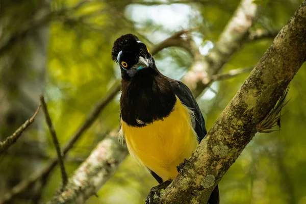 Tiro Seletivo Foco Pássaro Tropical Adorável Empoleirado Ramo — Fotografia de Stock