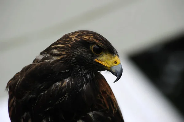 Een Close Shot Van Een Havik Met Een Wijze Uitdrukking — Stockfoto