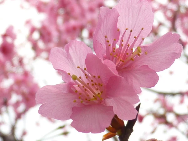 Een Betoverende Shot Van Mooie Kersenbloesems Wazige Achtergrond — Stockfoto