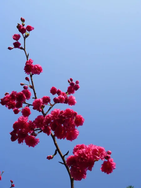 Plano Vertical Flor Cerezo Rosa Sobre Fondo Azul Del Cielo — Foto de Stock