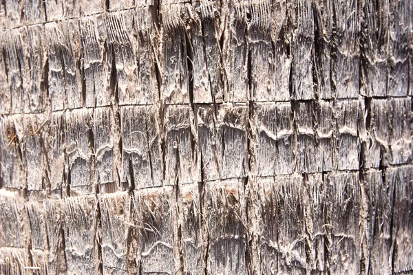 Närbild Dejt Palm Trunk — Stockfoto