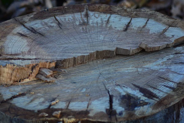 森林里的树桩特写镜头 — 图库照片