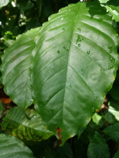 Gambar Vertikal Dari Pohon Kopi Daun Hijau Besar — Stok Foto