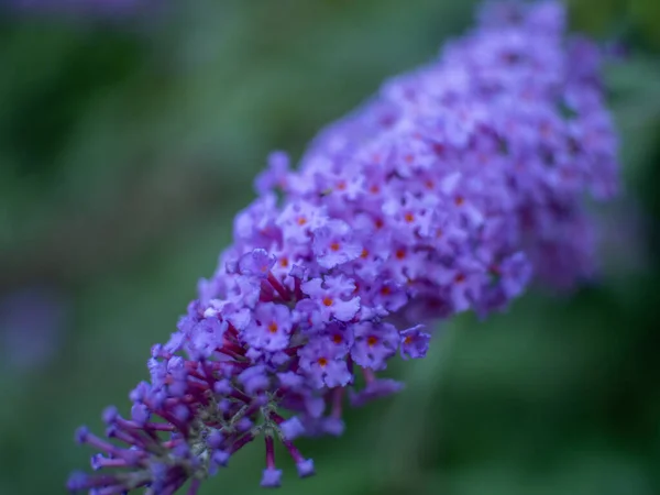 背景がぼやけている美しい紫色の蝶の茂みの花のクローズアップショット — ストック写真