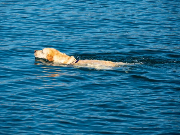 Een Schattige Labrador Retriever Hond Zwemmen Het Water — Stockfoto