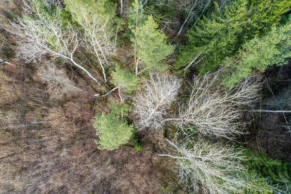 Una Vista Aerea Una Fitta Foresta Con Alberi Nudi Autunnali — Foto Stock