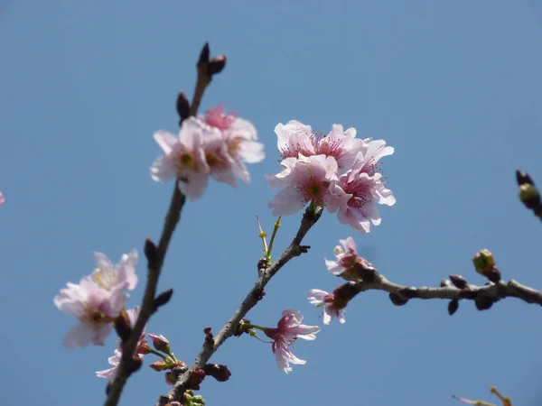 Tiro Ângulo Baixo Flor Cereja — Fotografia de Stock